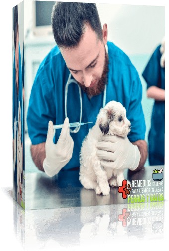 curso remedios naturales caseros para perros